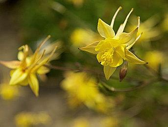 《霍格沃茨之遗》PS4和Xbox One版发售 定价468港币